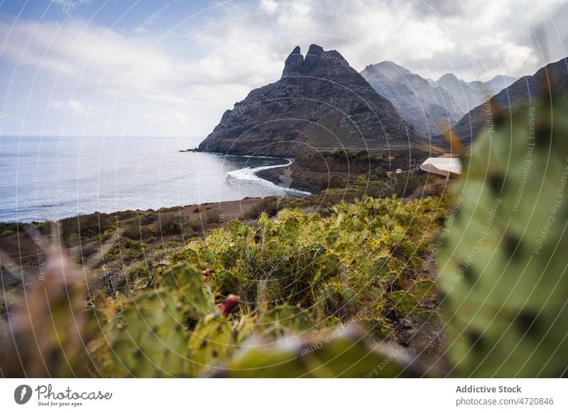 Berg am Ufer mit Kakteen MEER Berge u. Gebirge Wasser Küste Kaktus Insel Klippe Pflanze Felsen Natur Landschaft Reittier Umwelt wachsen vegetieren Spanien