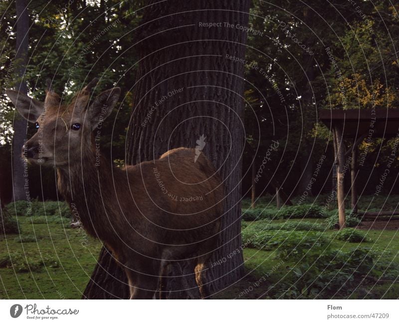 Rotwild Reh Wald Tier Hirsche Zoo Rothirsch Natur Freiheit