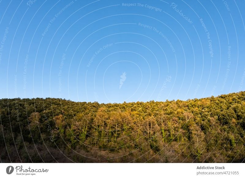 Grüne Bäume wachsen unter wolkenlosem Himmel Waldgebiet Baum Wälder Dickicht Ökosystem vegetieren Natur dicht Wachstum Spanien Girona Hain Umwelt Flora