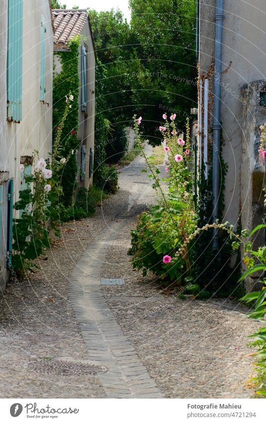 kleine Allee mit Stockrosen Charente-Maritime Blume Frankreich Ile de re Nouvelle-Aquitaine rot Gasse Blütezeit Überstrahlung Gebäude Kopfsteinpflaster