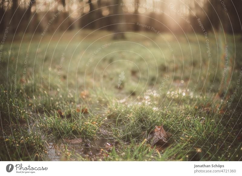 Nahaufnahme Wiese mit Wasser Gras verträumt nass Waldrand Schwache Tiefenschärfe Natur Außenaufnahme Farbfoto Menschenleer Tag grün Pflanze Umwelt natürlich