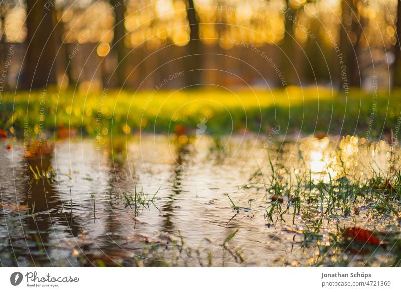 Pfütze auf Wiese mit Spiegelung der Bäume im Sonnenlicht Gras Überschwemmung Reflexion & Spiegelung park retro analog Film vintage Farbfoto alt Außenaufnahme