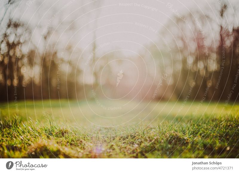 Nahaufnahme Wiese am Waldrand Gras Winter Schwache Tiefenschärfe Natur Außenaufnahme Farbfoto Menschenleer Tag grün Pflanze Umwelt natürlich Textfreiraum analog