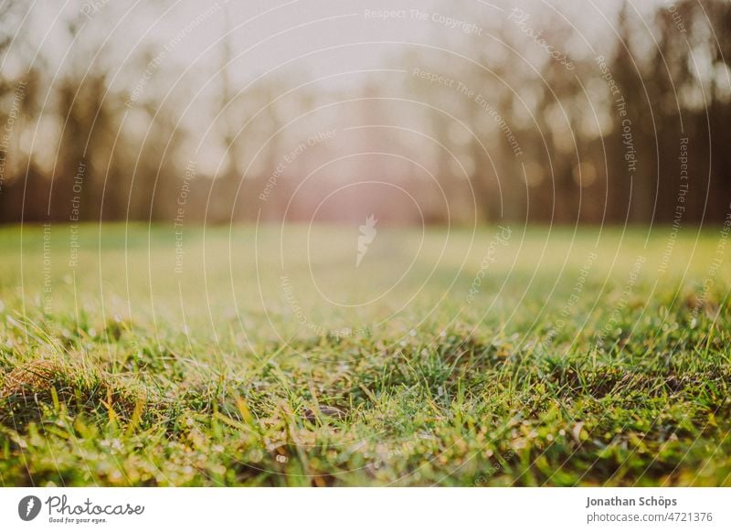 Nahaufnahme Wiese am Waldrand Gras Winter Schwache Tiefenschärfe Natur Außenaufnahme Farbfoto Menschenleer Tag grün Pflanze Umwelt natürlich Textfreiraum analog