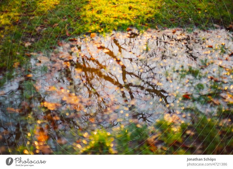 Pfütze auf Wiese mit Spiegelung der Bäume im Sonnenlicht Überschwemmung Reflexion & Spiegelung Baum park retro analog Film vintage Farbfoto alt Außenaufnahme