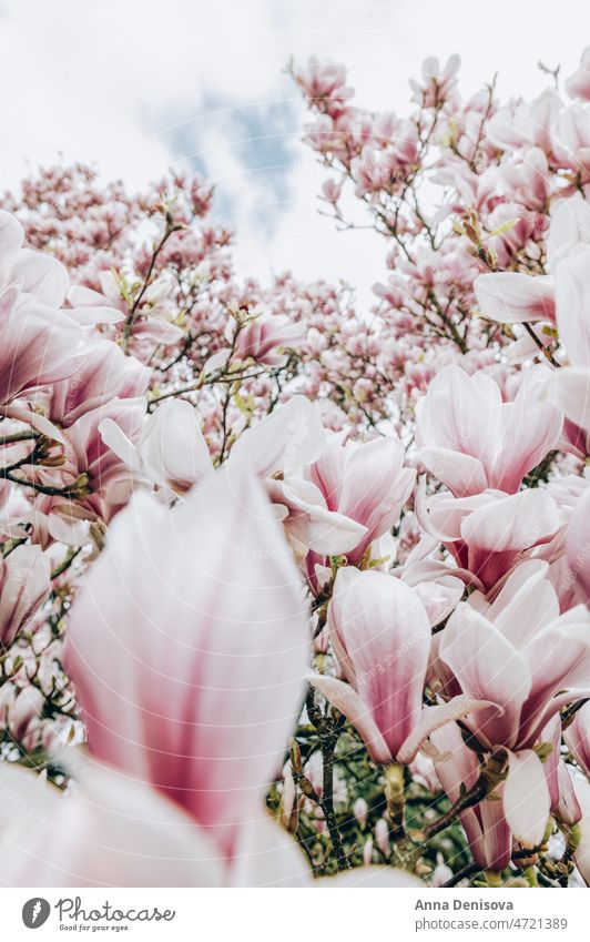 Rosa Magnolienbaum mit blühenden Blumen während des Frühlings Baum Buchse Garten Licht rosa Bank Weg Strauch Überstrahlung Englisch Großbritannien Park