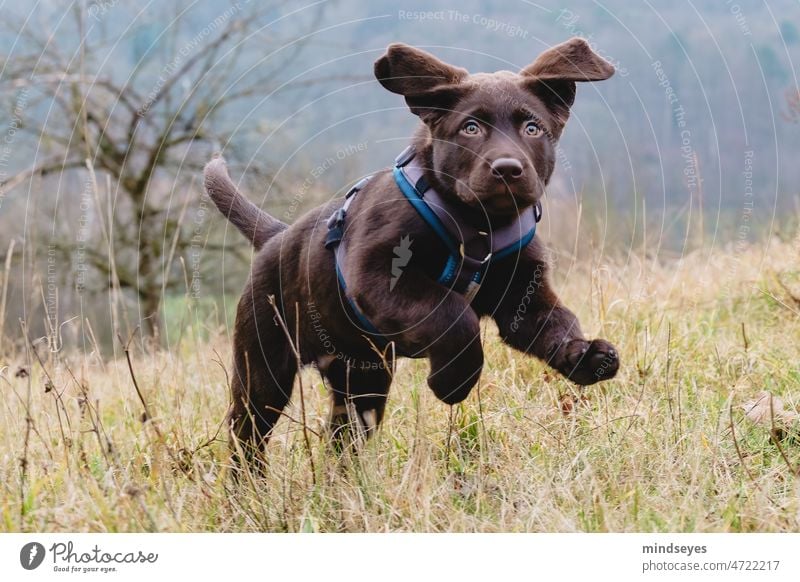 Sprung Labrador Hund Welpe Hundeblick Welpenschule springen Tierjunges Welpenporträt Porträt Haustier niedlich Rassehund Tierporträt Training außerhalb Natur