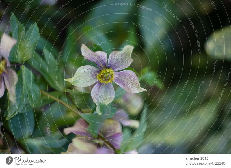 eine Christrose sieht man sehr mittig Frühling Frühlingsgefühle Ostern Garten Blume Pflanze Hoffnung auf Frieden Farbfoto Blüte Außenaufnahme Menschenleer