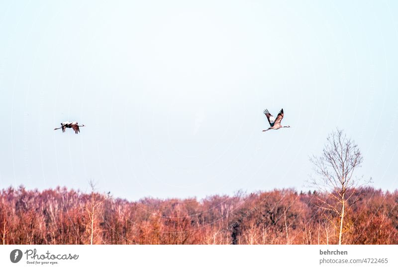 freiheit Frühling Himmel Wildtier Vogel Flügel Feder schön fantastisch außergewöhnlich fliegen Schnabel Freiheit Ferne oben hoch Farbfoto Sonnenlicht Kontrast