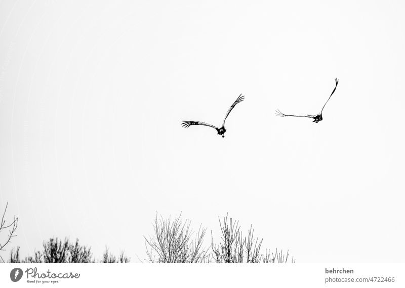 zusammen in die gleiche richtung träumen frei Sehnsucht Schwarzweißfoto Freiheit Natur Himmel Nebel Ferne Vogel fliegen fantastisch ruhig Kontrast Fernweh