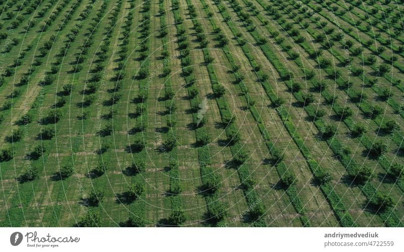 Luftaufnahme über landwirtschaftliche Gärten im Frühling Ackerbau Garten Industrie Antenne Reihen Blüte Blume Business geblümt Baum Lebensmittel Frucht Sommer