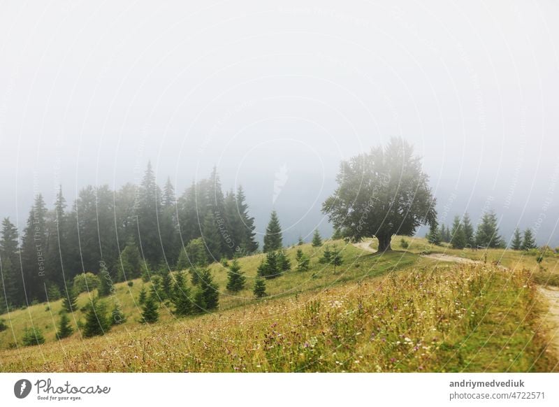 bergige landschaft im sommer. pfad bergauf in die ferne. bäume auf den sanften hügeln. kamm in der ferne. wolken am himmel. schöne ländliche landschaft der karpaten. Ukraine, Europa