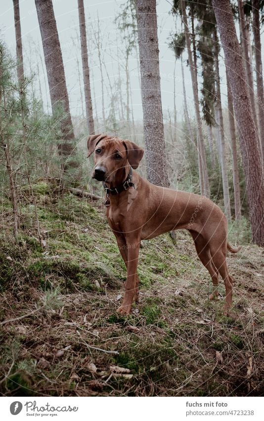 Junger Rhodesien Ridgeback im trüben Wald Jagdhund Gassi Gassi gehen Haustier Säugetier Farbfoto Außenaufnahme Spaziergang Hund Jäger Bewegung Feld Landschaft