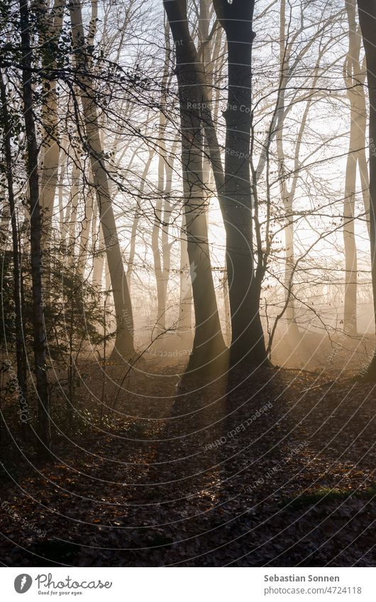 Morgensonne strahlt im nebligen Winterwald zwischen Baumstämme Wald Nebel Sonne Licht Laub Sonnenaufgang Herbst Sonnenstrahlen Natur Landschaft Strahl Laubwerk