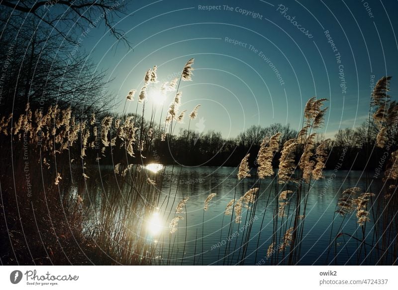 Lichttherapie Röhricht Sträucher Gegenlicht Mysterium Schönes Wetter Windstille Außenaufnahme Menschenleer Wolkenloser Himmel Wasser Luft Pflanze Landschaft