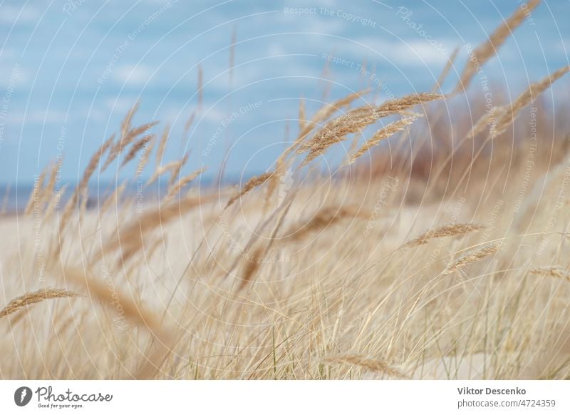 Gelbes Gras in den Dünen der Ostsee im Frühling Winter fallen Europa früh abstrakt gold Wetter Küstenlinie Seeküste Küstenstreifen Dünengras Strandhafer Wolken