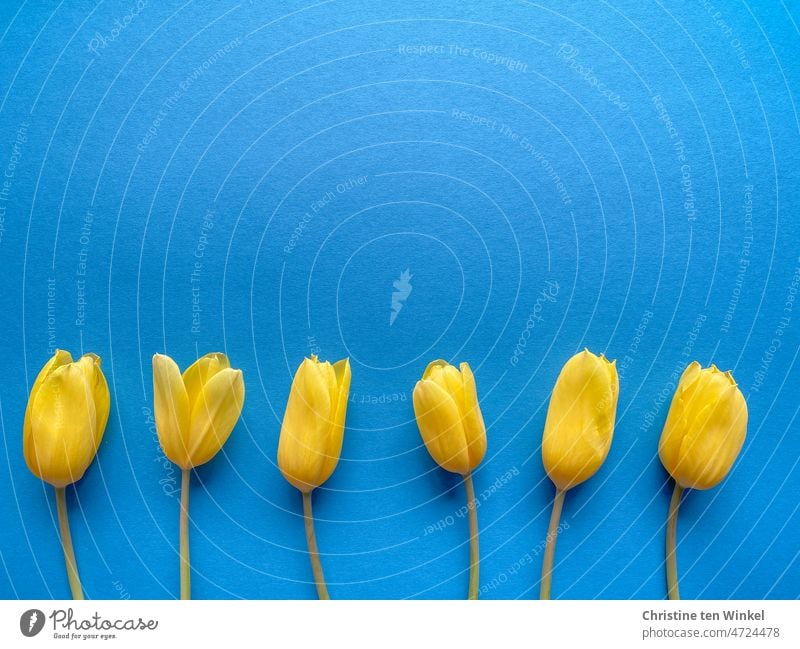 Flatlay von gelben Tulpen auf blauem Untergrund. Farben der Ukraine. gelbe Tulpen Blauer Hintergrund flatlay blau gelb Ukrainekrieg Symbole & Metaphern