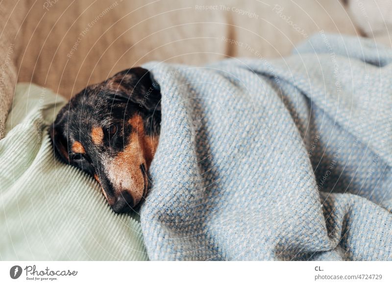 kuscheldackel Dackel Dackelblick Hund Decke kalt gemütlich zuhause Tier Haustier niedlich Tierporträt Tiergesicht Tierliebe Häusliches Leben Winter Energiekrise