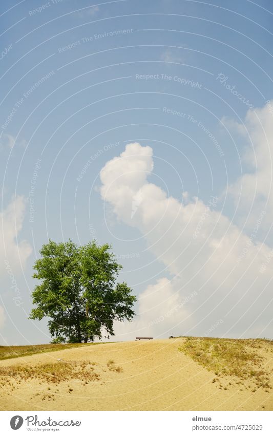 gelber Sandhügel mit grünem Baum und Sitzbank vor hellblauem Himmel mit großen weißen Wolken / Erholung Sandberg Sandboden Bank relaxen Weite Dekowolke