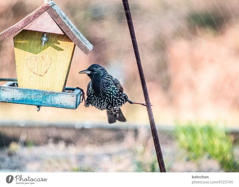 yoga-STAR Tierschutz Singvögel Menschenleer Tierporträt Wildtier Natur Feder Schnabel Futter Farbfoto Vogel Außenaufnahme Tierliebe Herz Fressen füttern