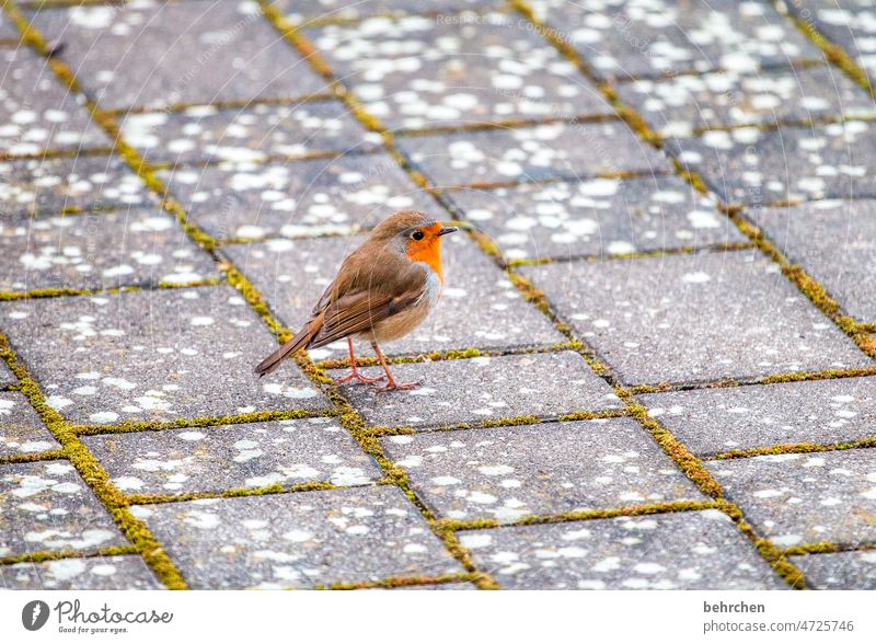 pieps Futter Rotkehlchen Umwelt füttern Garten Vögel niedlich Jahreszeiten hübsch Tierliebe Außenaufnahme Vogel Farbfoto Natur Feder Singvögel Menschenleer