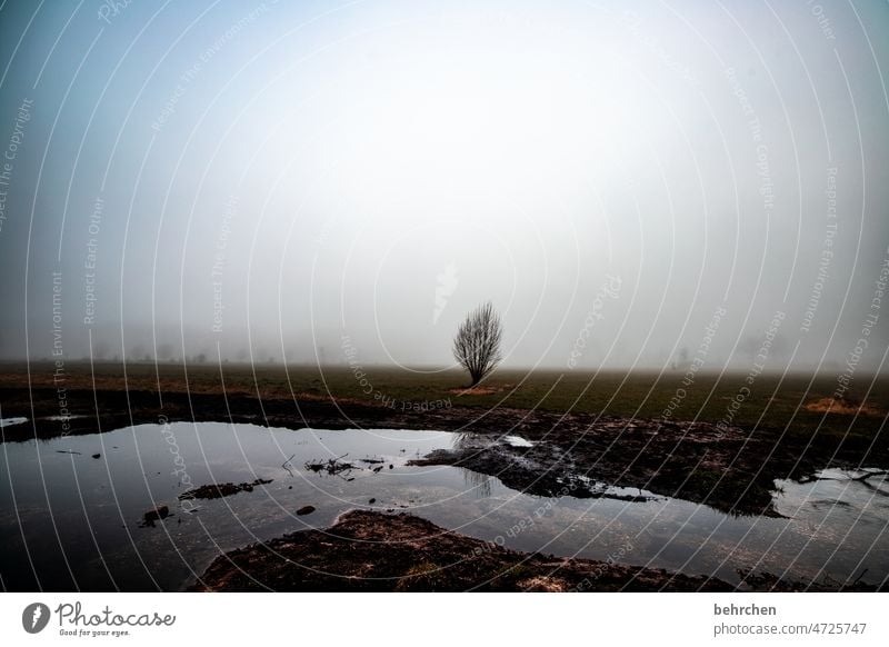 verloren im nebel Wolken ruhig Umwelt Natur Wiese Feld Bäume Landschaft Himmel frieren Außenaufnahme kalt Kälte Jahreszeiten Wetter stille Menschenleer Acker