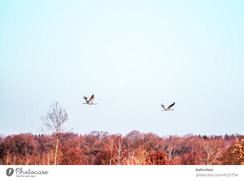 i believe, i can fly Wald Paar Zusammensein frei Sehnsucht Kranich Fernweh Kraniche zusammen gemeinsam Äste und Zweige Natur Landschaft Federn Vögel Zugvögel