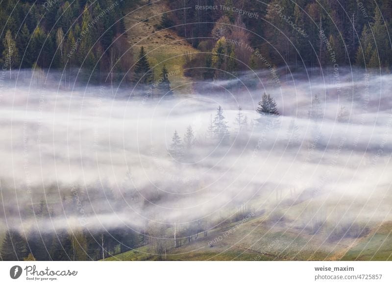 Waldgebiet in Nebelschwaden. Frühlingslandschaft. Wald auf Hügeln. Ländliche Ukraine Karpaten Berge Sonnenaufgang. Berge u. Gebirge Holz Baum Natur Landschaft