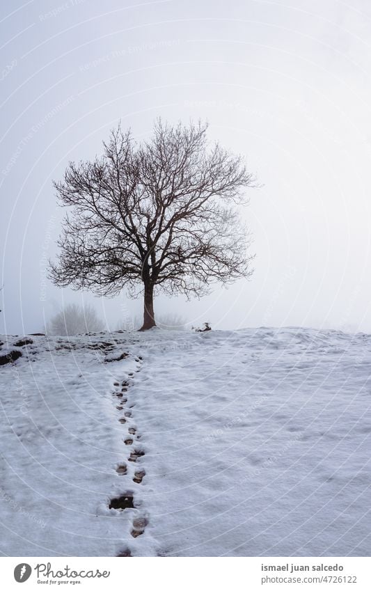 Baum mit Schnee in den Bergen in der Wintersaison Bäume Schneefall weiß kalt Frost frostig Eis verschneite Szene Wetter gefroren Holz Wälder Wald