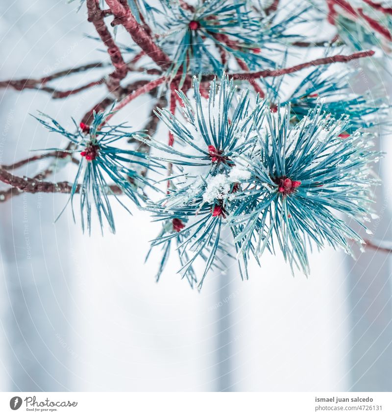 Schnee auf den Kiefernblättern im Wintermeer Niederlassungen Blätter Blatt grün Eis Frost frostig gefroren weiß Natur texturiert im Freien Hintergrund