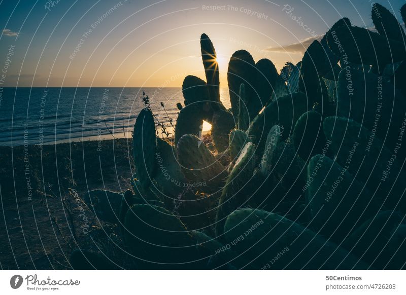 Strand mit Kaktus bei Sonnenuntergang Wellen weite Himmel Ferne Dämmerung Landschaft Küste Meer Ausflug Sonnenstrahlen Tourismus Außenaufnahme Farbfoto