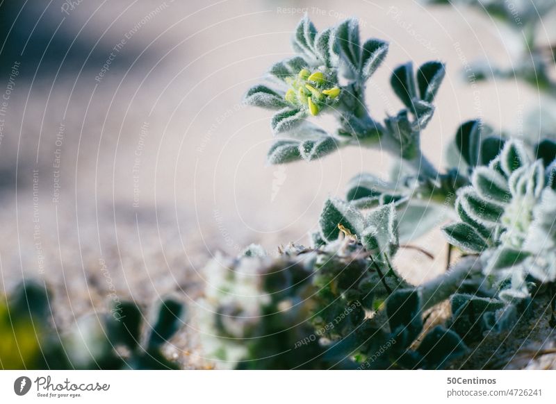 Makro Blume am Strand grün Pflanze Blüte Natur Frühling Hintergrund neutral Schwache Tiefenschärfe Makroaufnahme Blühend schön Detailaufnahme Nahaufnahme