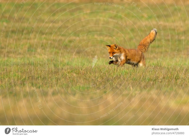 Im Abendlicht eines Märztages ist dieser Rotfuchs auf der Jagd nach einer Maus. Fuchs Fuchsfell Lunte Raubtier carnivore Reinicke Tier Natur Außenaufnahme