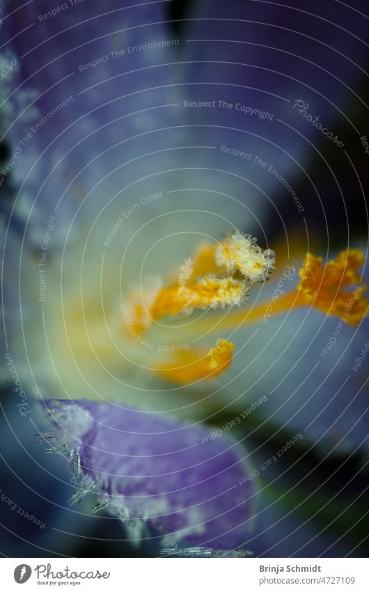 Mit gerfrorenem Raureif überzogene violette Blüte eines Krokus, Makro forest frost outdoors close-up growth snow gardening bulb soft april springtime tiny