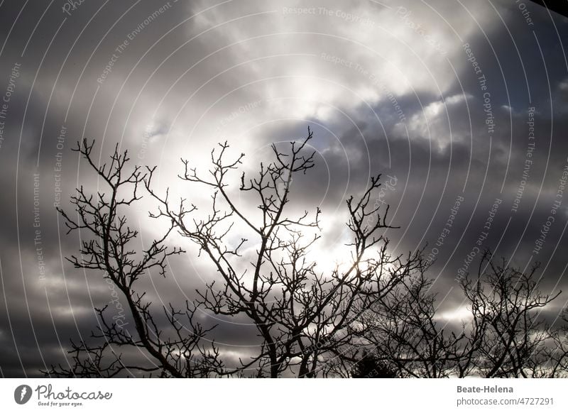 Warten auf den Frühling Winter Himmel Dunkel Wolken Wolkenhimmel Wolkenformation Äste Kahl schlechtes Wetter Menschenleer Wolkenfeld Wolkendecke Außenaufnahme