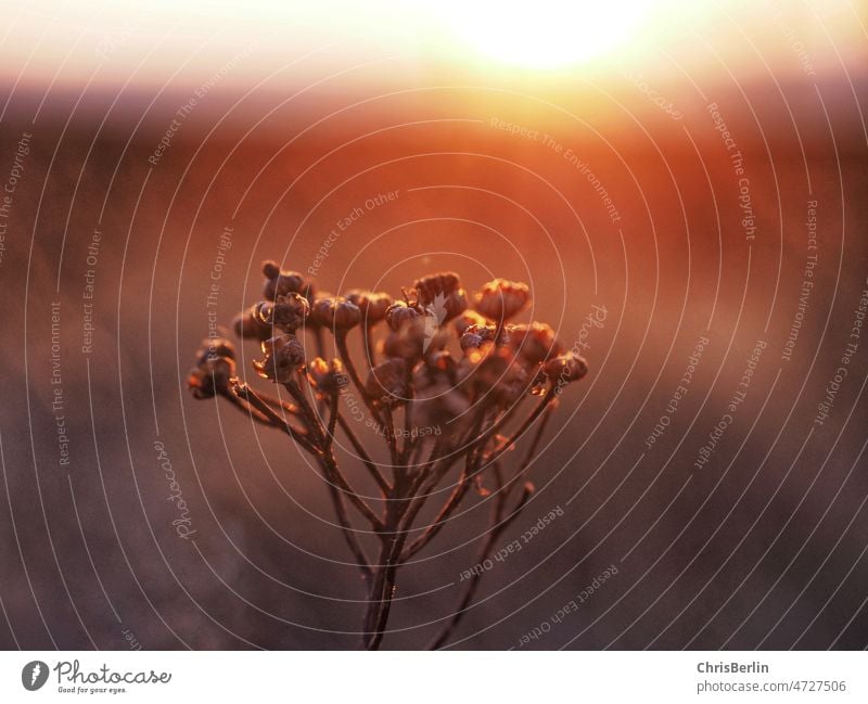 Pflanze im Morgenlicht Morgendämmerung Natur Farbfoto Außenaufnahme Gegenlicht Sonnenlicht Landschaft Sonnenaufgang Menschenleer Umwelt Licht ruhig orange