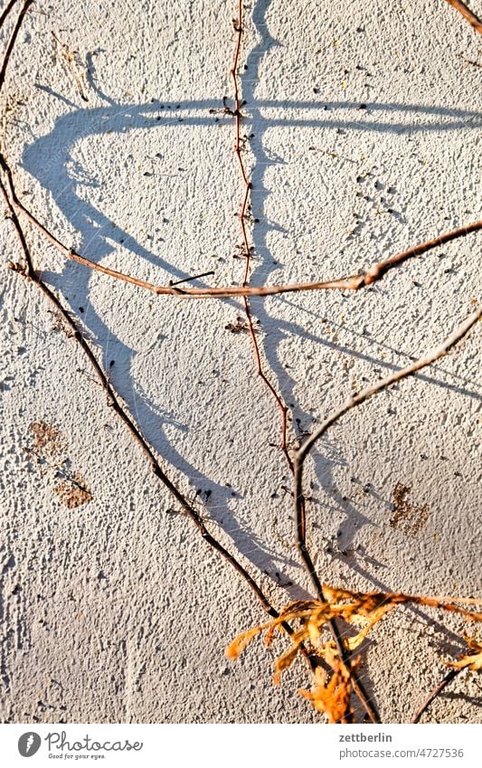 Alte Weinreben an der Wand abend ast dunkel dämmerung erholung erwachen ferien frühjahr frühling frühlingserwachen garten himmel kleingarten kleingartenkolonie