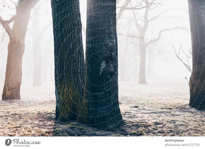 Zarter Sonnenaufgang in der Hasenheide in Berlin II hasenheide Städtereise Abenteuer dreckig trendy Sehenswürdigkeit Freiheit Sightseeing Hauptstadt Wahrzeichen