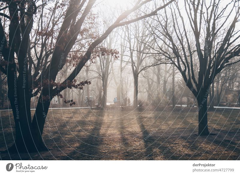 Zarter Sonnenaufgang in der Hasenheide in Berlin I hasenheide Städtereise Abenteuer dreckig trendy Sehenswürdigkeit Freiheit Sightseeing Hauptstadt Wahrzeichen