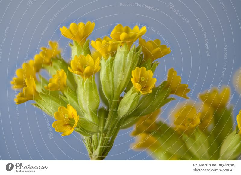 Gelbe Primel vor blaugrauem Hintergrund - Gartenprimel, Blütenstand im Frühjahr Pflanze Blume Primelsorte blühen gelb duftend Hybride Frühjahrsblüher Staude