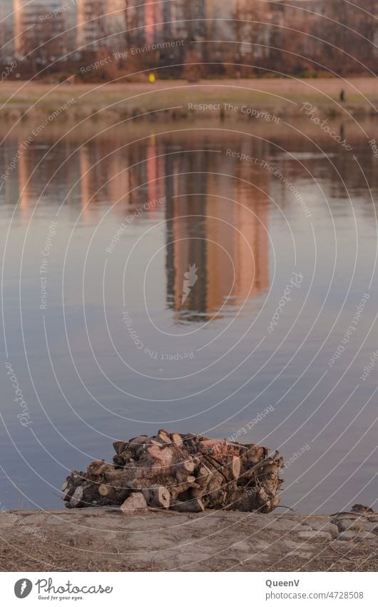 Geschnittener Baum mit mehreren Stämmen und gespiegeltes Gebäude am Elbufer in Dresden Elbe geschnitten Natur Umweltschutz Holz Fluß Wasser Sachsen Tourismus