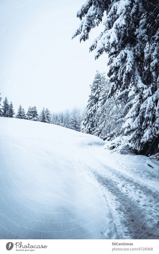 Schneebedeckte Winterwanderweg Schneedecke Wintertag Schneelandschaft Winterstimmung Nebel Weitwinkel Panorama (Aussicht) Starke Tiefenschärfe Menschenleer