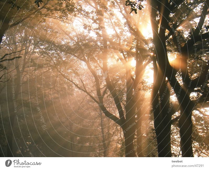 die sonne explodiert Sonne Baum Wald Nebel Sonnenaufgang Morgen Licht Herbst Erholung Explosion Natur Holzmehl Kraft Lichterscheinung Energiewirtschaft