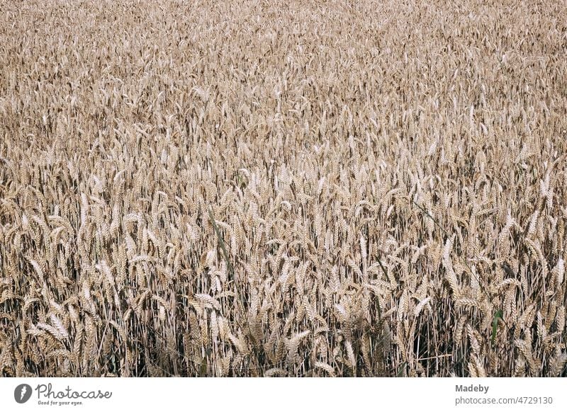 Weites Getreidefeld in Naturfarben im Sommer in Oerlinghausen bei Bielefeld am Teutoburger Wald in Ostwestfalen-Lippe Süßgräser Triticum Poaceae Nahrung