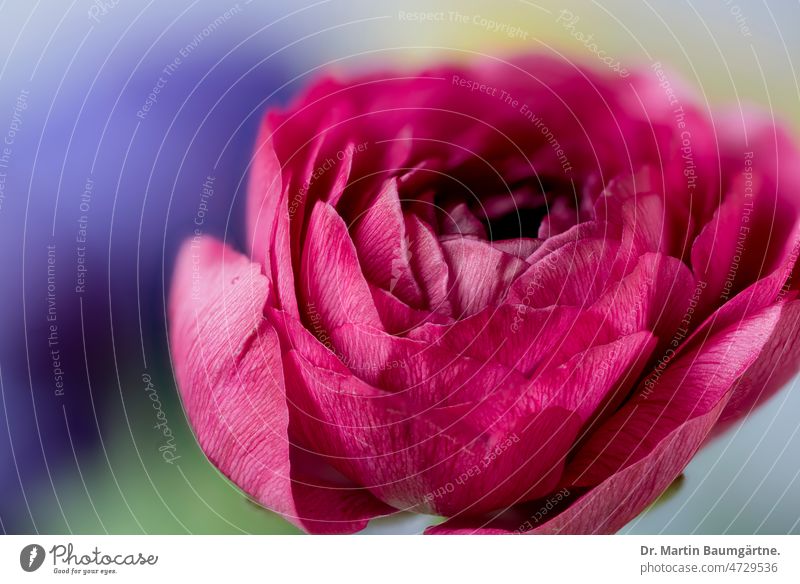 Floristenranunkel, Asiatischer Hahnenfuß (Ranunculus asiaticus), Gartenform Ranunkel Blüte Blume karminrot rote Sorte gefüllt Auslese Schnittblume