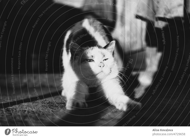 die Sonne einfangen Katze Haustier Sonnenlicht zu viel Licht Licht & Schatten schwarz auf weiß Katzenstreckung Tier Hauskatze Dehnung Schnurrhaar Säugetier