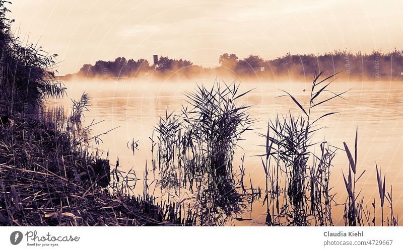 Früher Morgen am Wasser Morgennebel Morgendämmerung Morgennebel auf dem Wasser ruhig Romantik Natur Nebel sepiafarben morgens uferpflanze Friedvoll