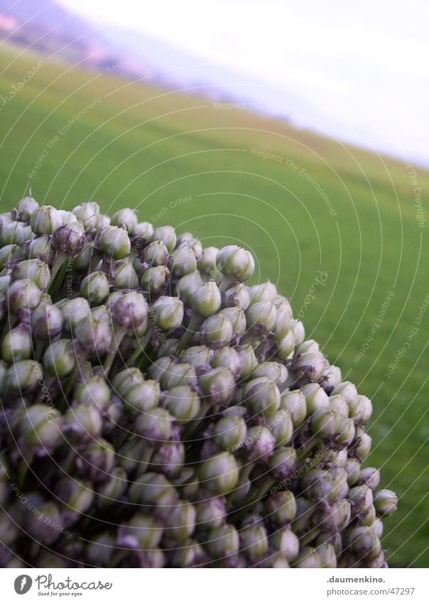 ...dem Himmel entgegen Wiese Blüte Pflanze Horizont Feld Ferne nah Österreich Baum schlechtes Wetter Wolken Vegetarische Ernährung Zwiebel Berge u. Gebirge