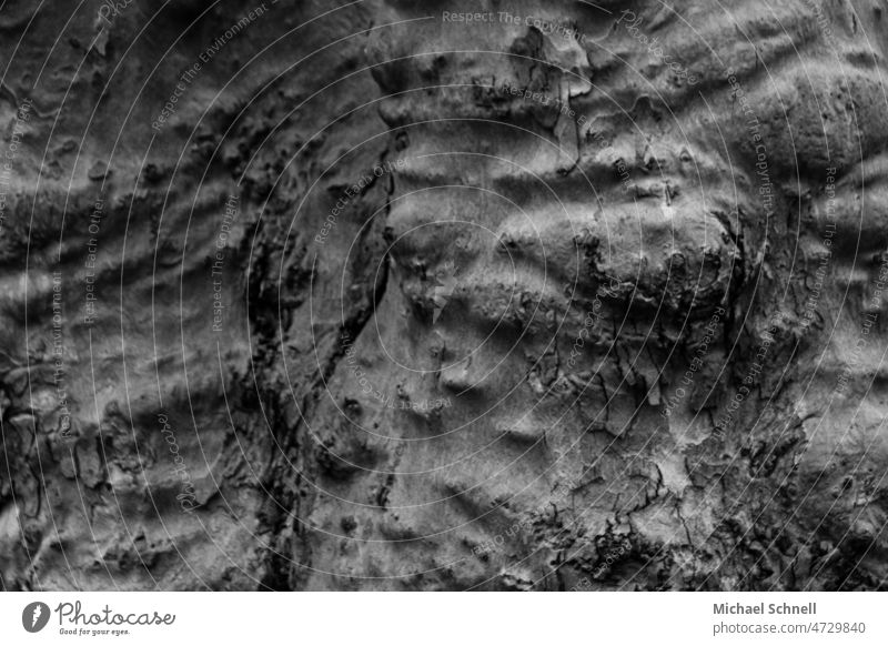 Ausschnitt eines Baumstamms Rinde Baumrinde abstrakt Detailaufnahme Umwelt Holz Natur