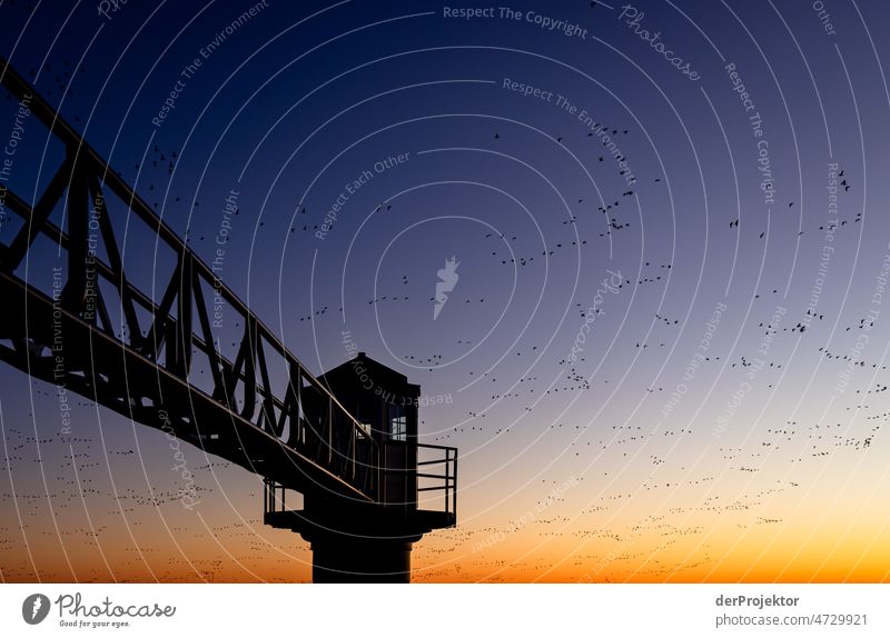 Sonnenaufgang mit Vogelschwarm und Leuchtturm (Vuurtoren Oostmahorn) in Friesland Nebel standhaft Ferien & Urlaub & Reisen Tourismus Ausflug Ferne Umwelt